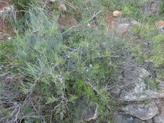 Allocasuarina humilis