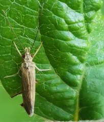 Hydropsychoidea