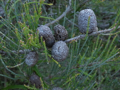 Allocasuarina humilis