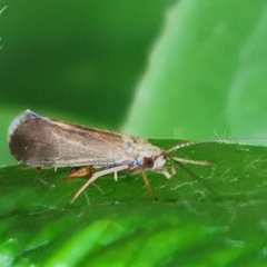 Hydropsychoidea