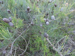 Allocasuarina humilis