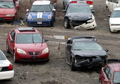 Botaurus lentiginosus