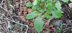 Dysoxylum spectabile