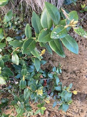 Metrosideros excelsa