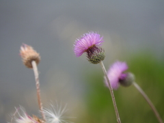 Tyrimnus leucographus