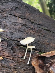 Lactocollybia