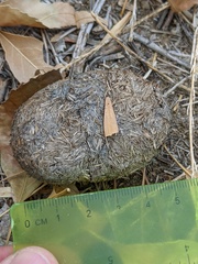 Equus asinus