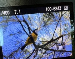 Pachycephala pectoralis