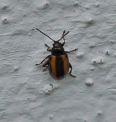 Phyllotreta