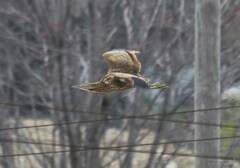 Botaurus lentiginosus