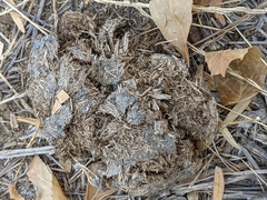 Equus asinus