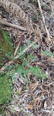Prumnopitys ferruginea