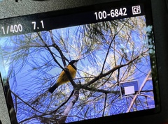 Pachycephala pectoralis