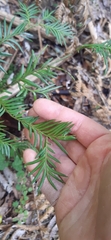 Prumnopitys ferruginea