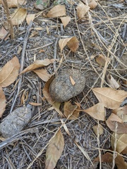 Equus asinus