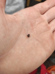 Littorina saxatilis