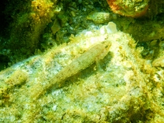 Gobius incognitus