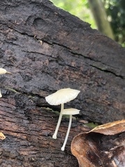 Lactocollybia