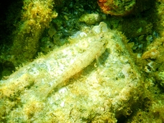 Gobius incognitus