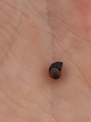 Littorina saxatilis