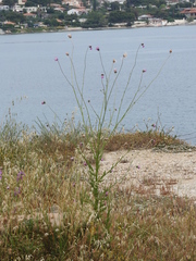 Tyrimnus leucographus