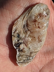 Ostrea lurida