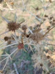 Graphosoma semipunctatum