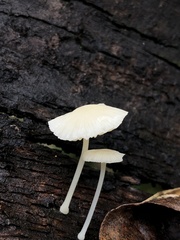 Lactocollybia