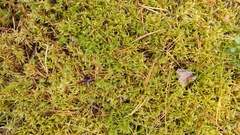 Pleurozium schreberi