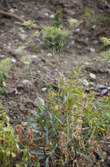 Falcaria vulgaris