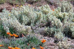 Atriplex lindleyi inflata