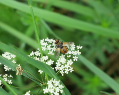 Gymnosoma