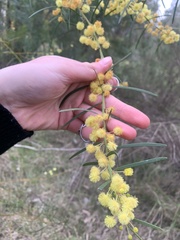 Acacia elongata