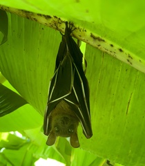 Cynopterus sphinx