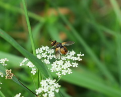 Gymnosoma