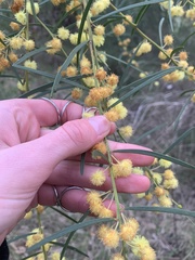 Acacia elongata