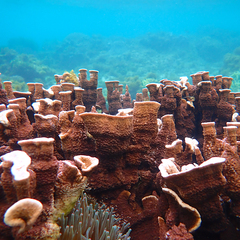 Montipora
