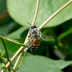 Apis florea
