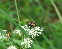 Gymnosoma