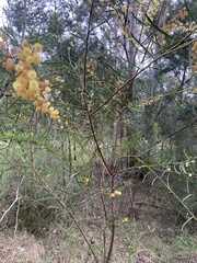 Acacia elongata