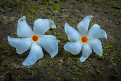 Nyctanthes arbor-tristis