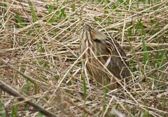 Botaurus lentiginosus