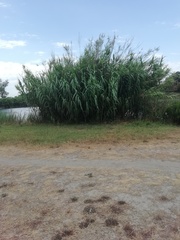 Arundo