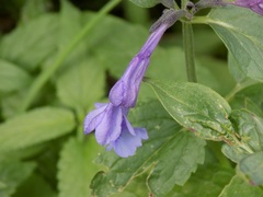 Nepeta sibirica