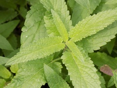Nepeta sibirica