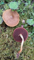 Cortinarius