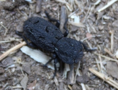 Phloeodes diabolicus