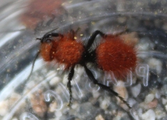 Dasymutilla californica