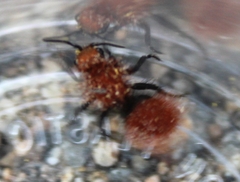 Dasymutilla californica