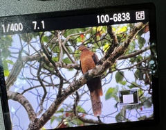 Macropygia phasianella